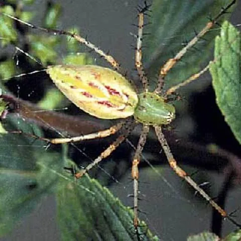 thumbnail for publication: Green Lynx Spider, Peucetia viridans (Hentz) (Arachnida: Araneae: Oxyopidae)